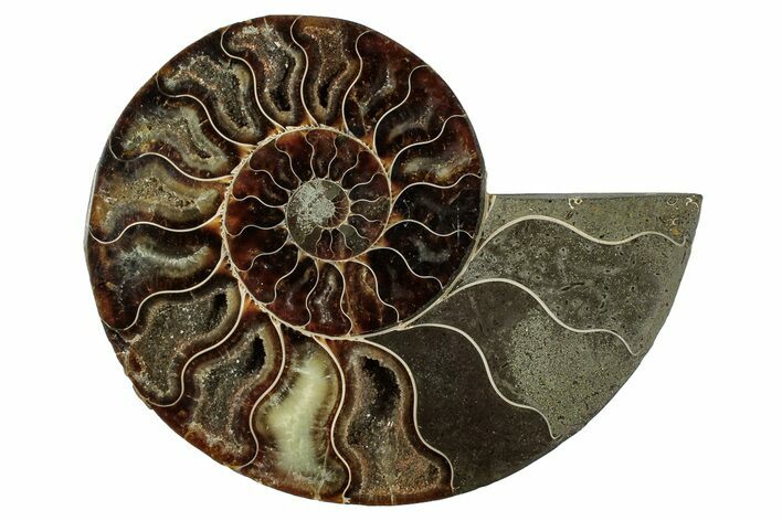 Cut & Polished Ammonite Fossil (Half) - Madagascar #345643